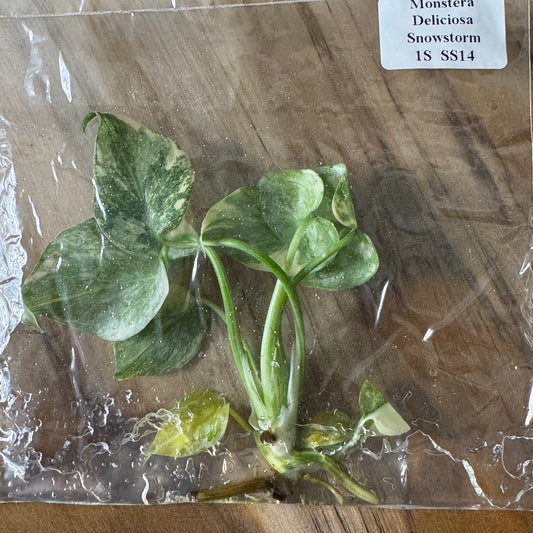 Monstera Snowstorm (Green Snow) (TC)