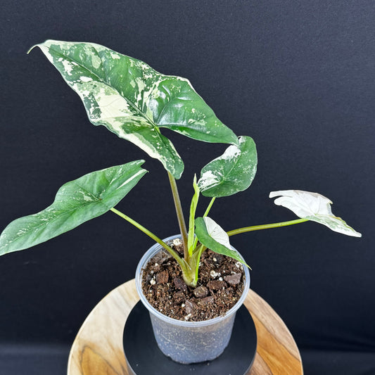 Alocasia Simpo Albo