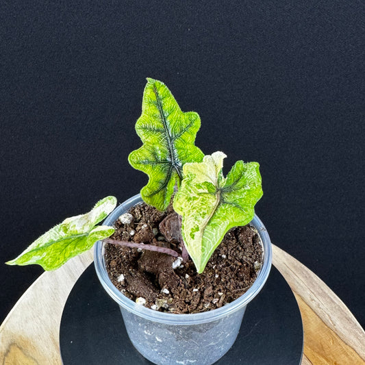 Alocasia Tandurusa (Jacklyn) Variegata