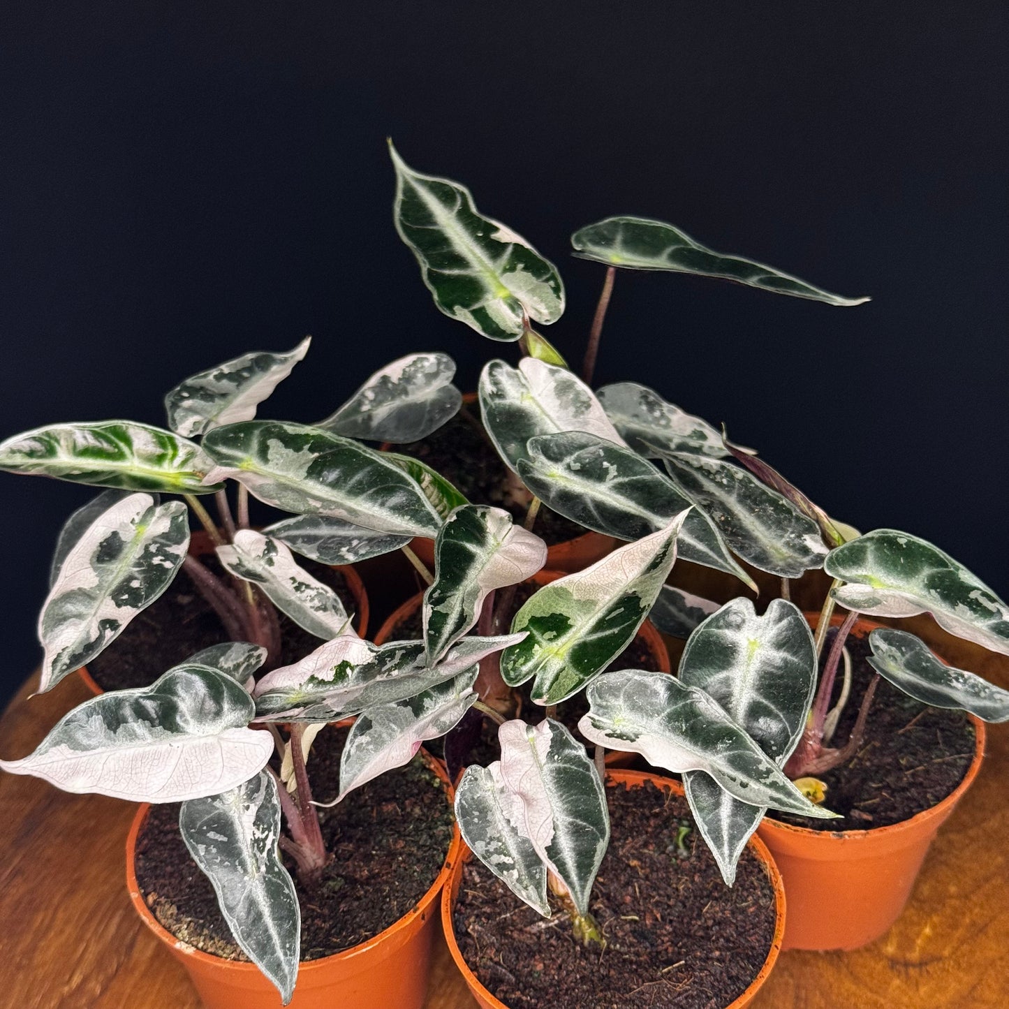 Alocasia Bambino Pink