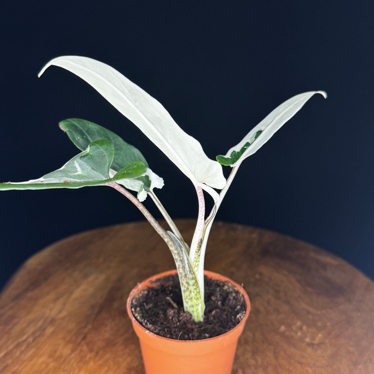 Alocasia Lauterbachiana Albo