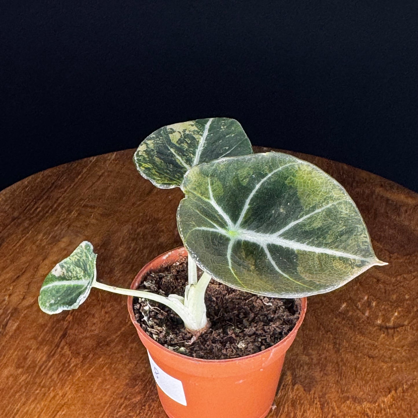 Alocasia Black Velvet Gold
