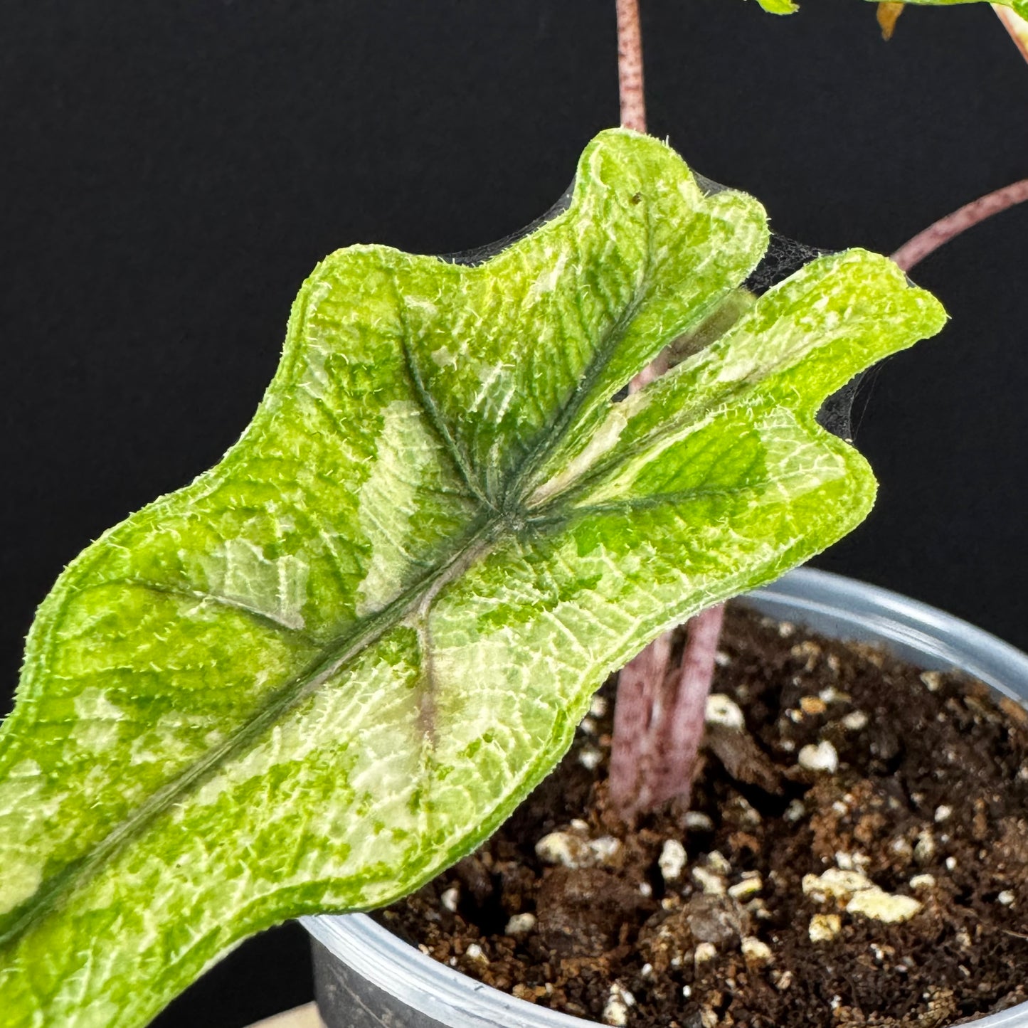 Alocasia Tandurusa (Jacklyn) Variegata