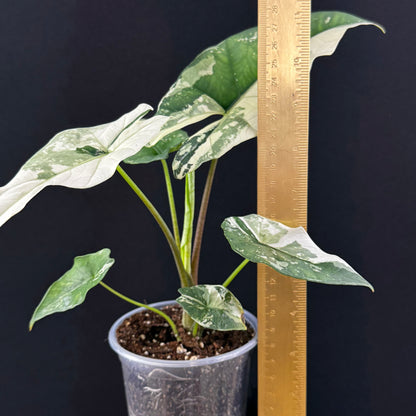 Alocasia Simpo Albo