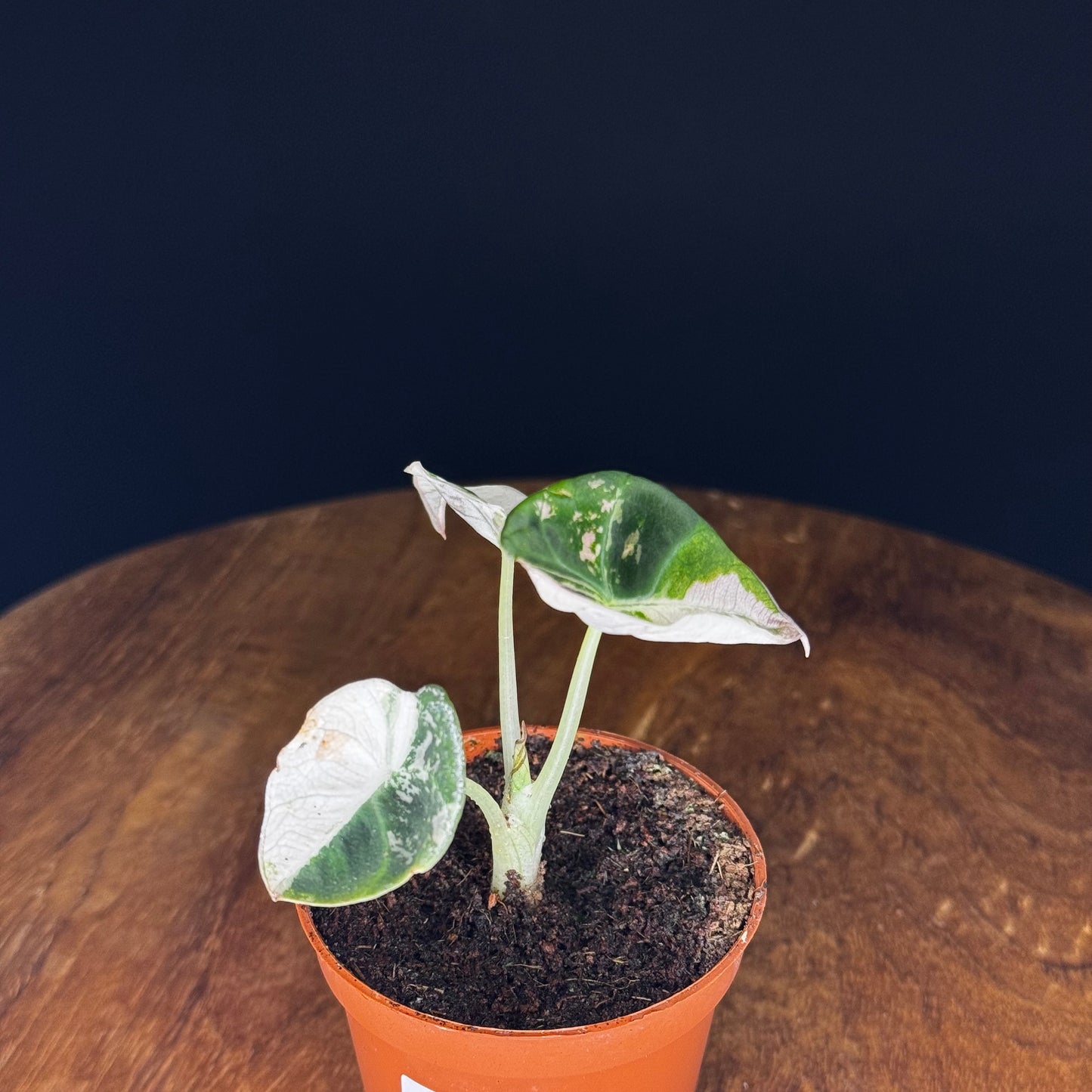 Alocasia Black Velvet Pink