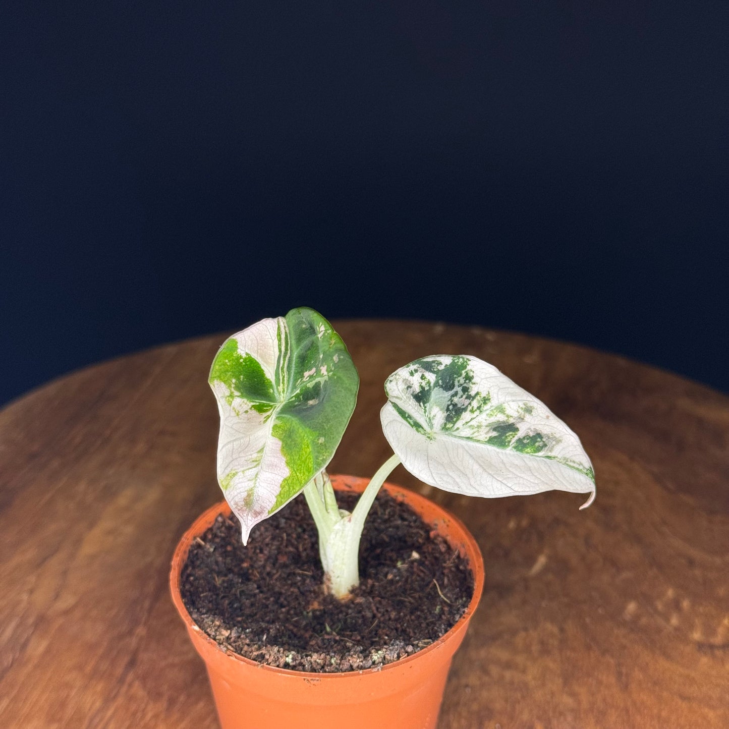 Alocasia Black Velvet Pink