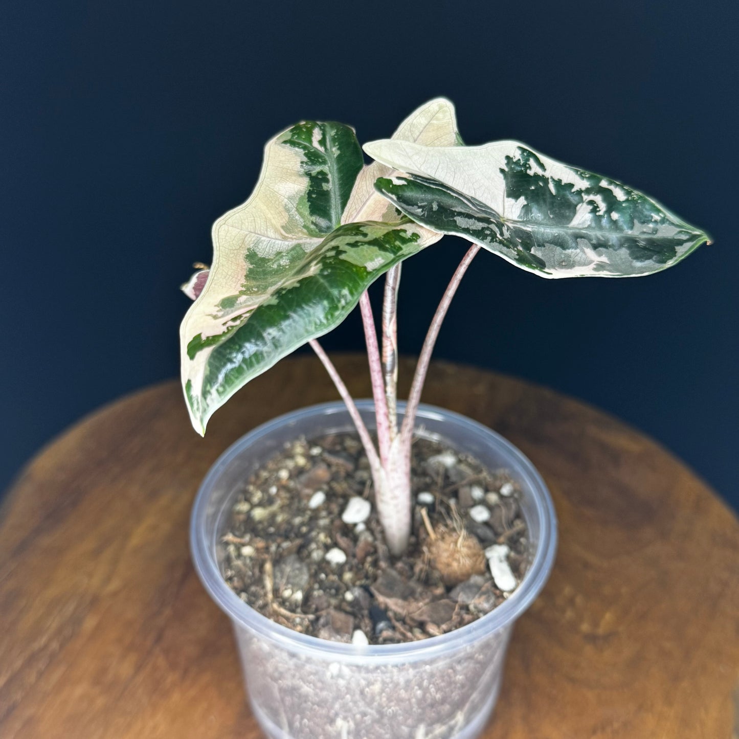Alocasia Pseudo Sanderiana Albo/Pink