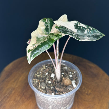 Alocasia Pseudo Sanderiana Albo/Pink