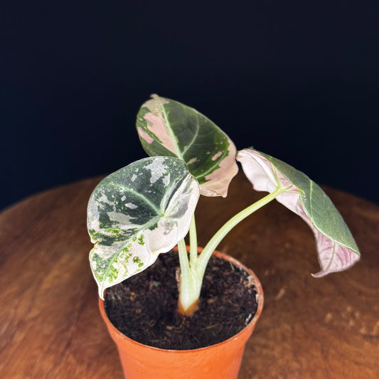 Alocasia Black Velvet Pink