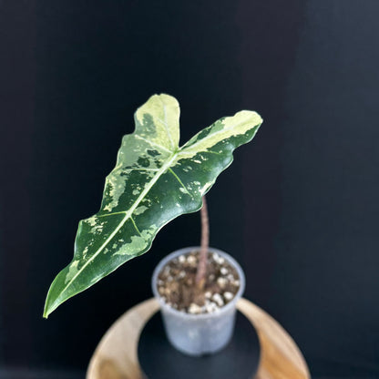Alocasia Sarian Albo