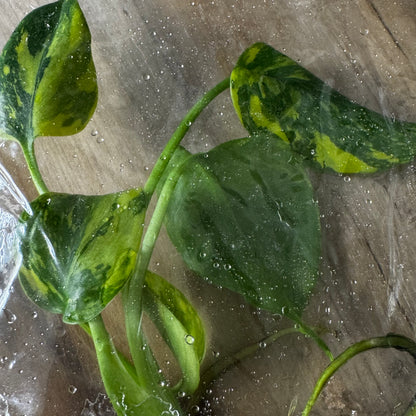 Monstera Electrolight - Tissue Culture (TC)