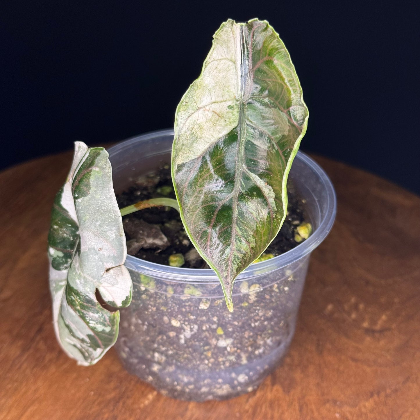 Alocasia Azlanii Albo/Pink