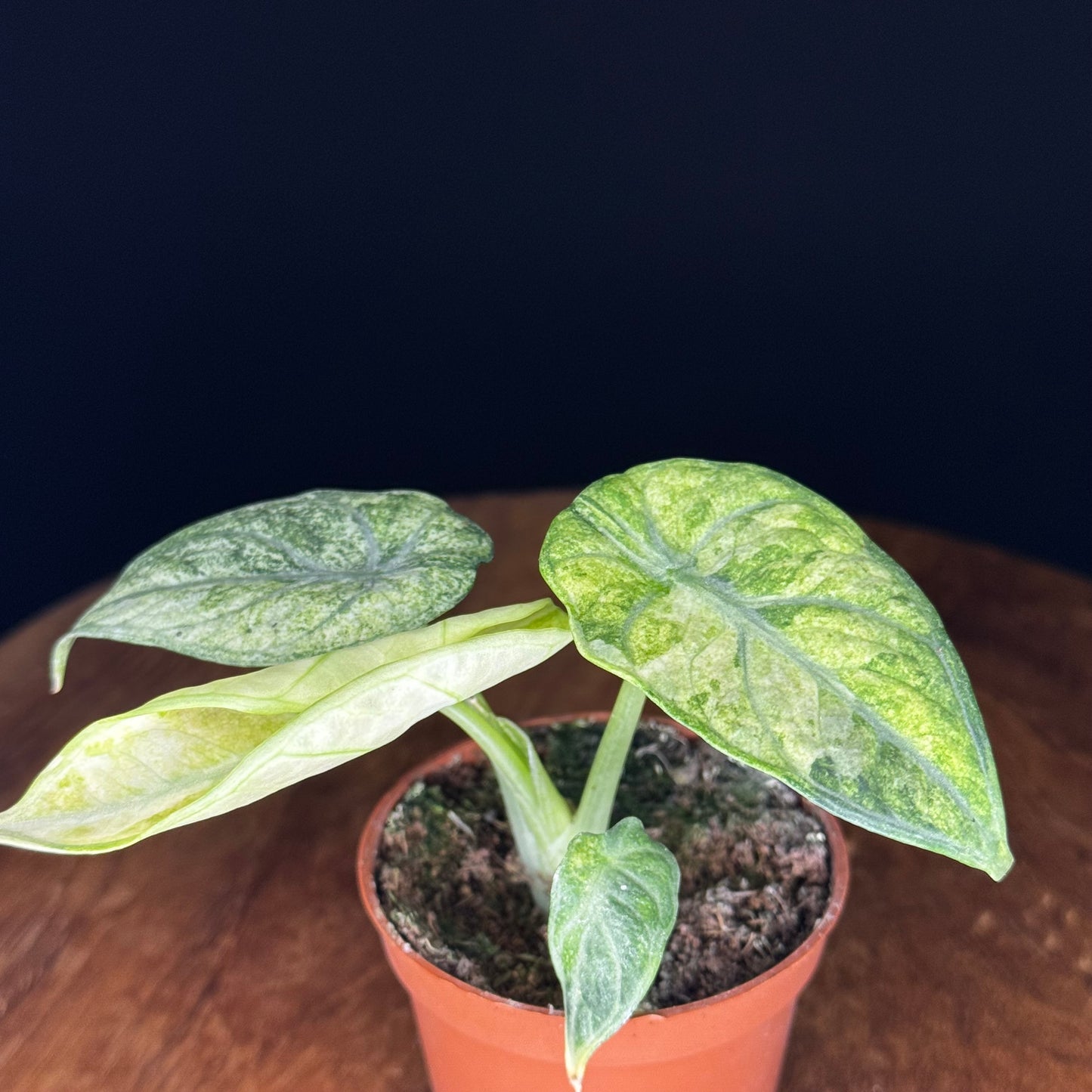 Alocasia Ninja Tricolor (Splash)