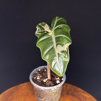 Alocasia Pseudo Sanderiana Albo/Pink