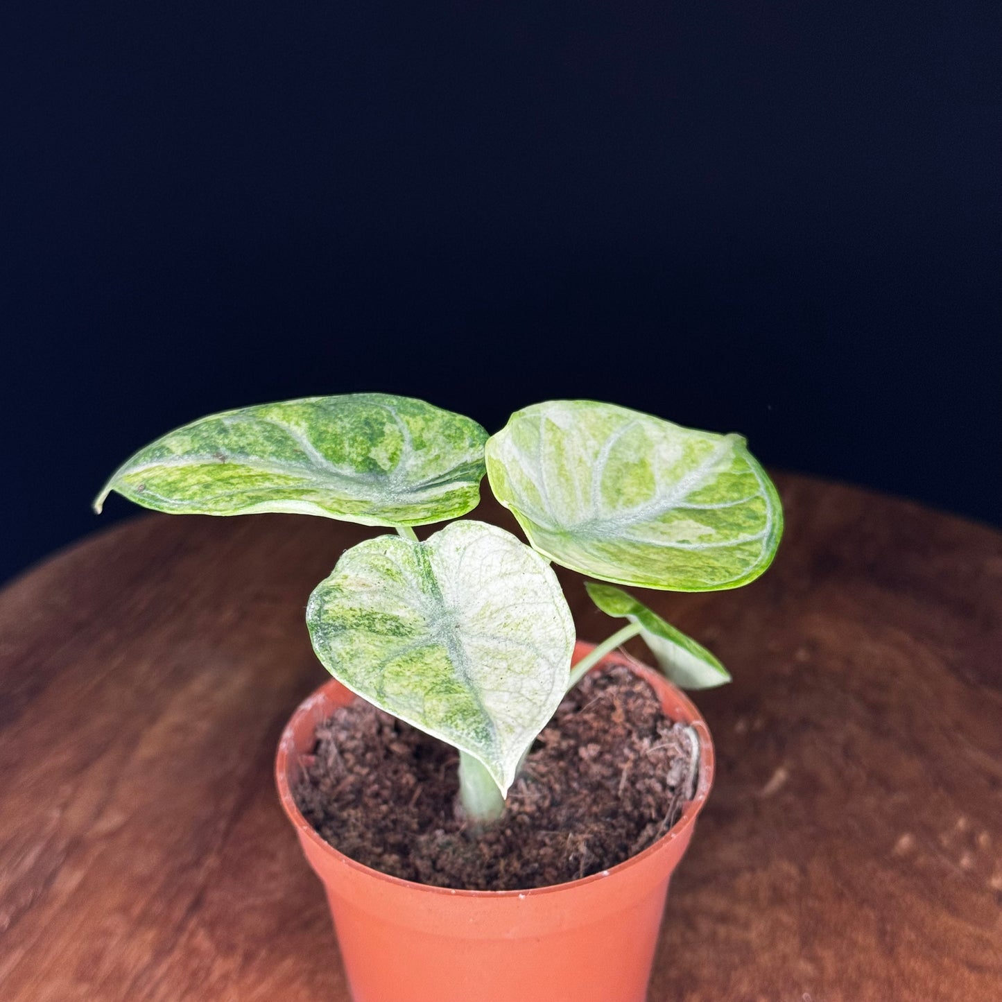 Alocasia Ninja Tricolor (Splash)
