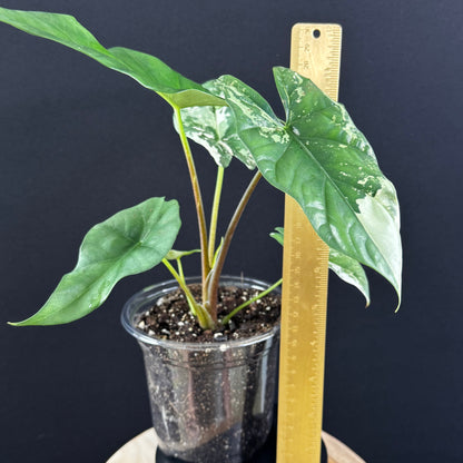 Alocasia Simpo Albo