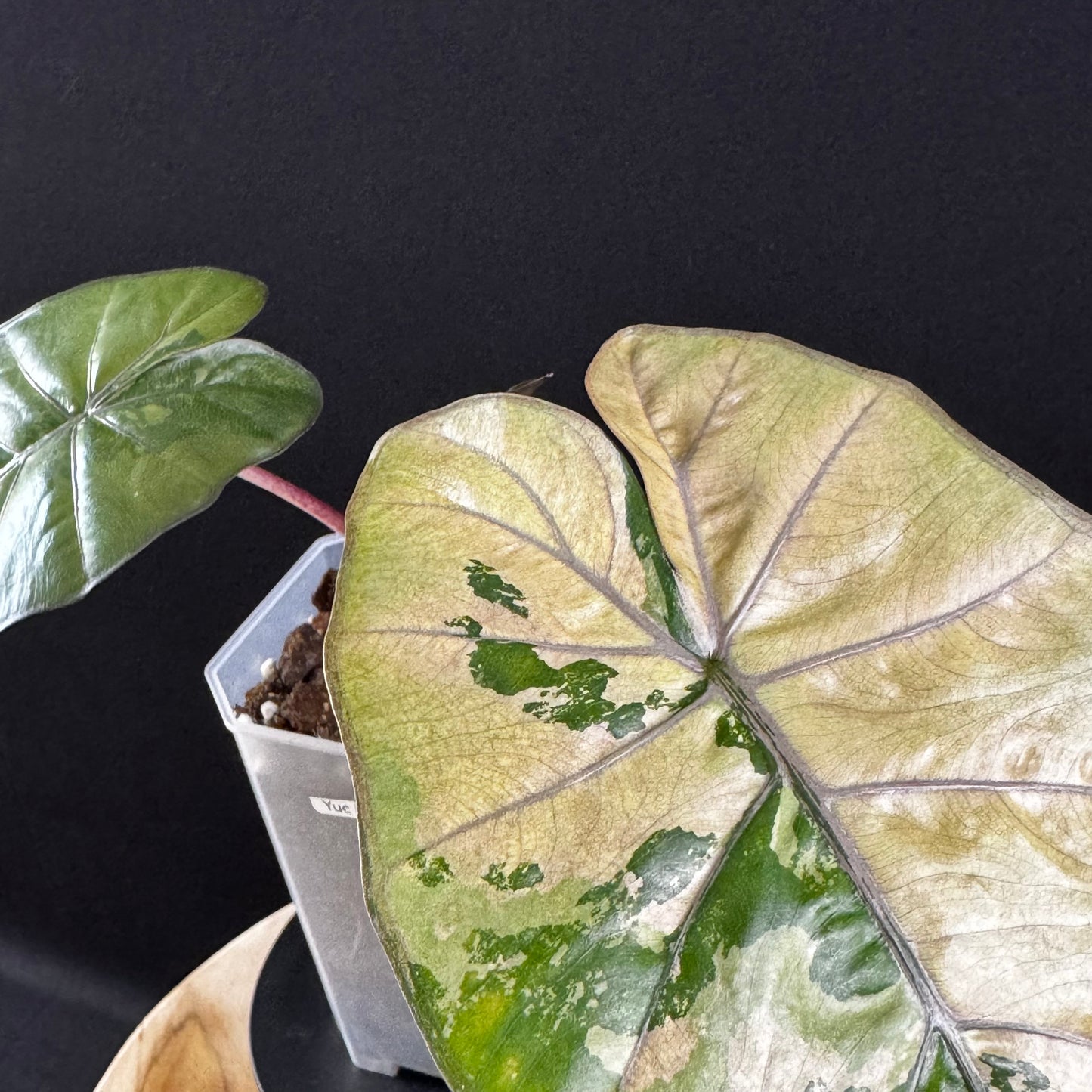 Alocasia Yucatan Princess Pink