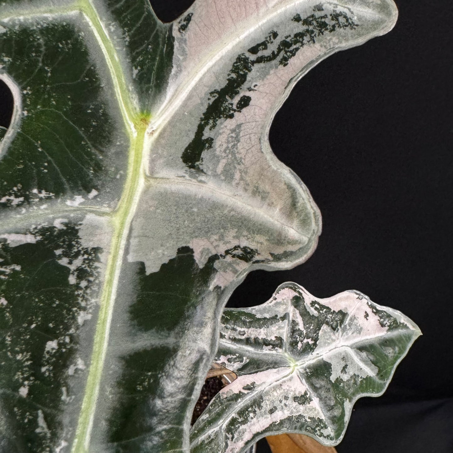 Alocasia Sanderiana ''Nobilis'' Pink