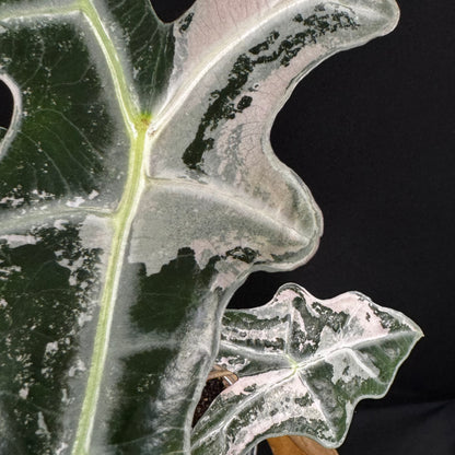 Alocasia Sanderiana ''Nobilis'' Pink