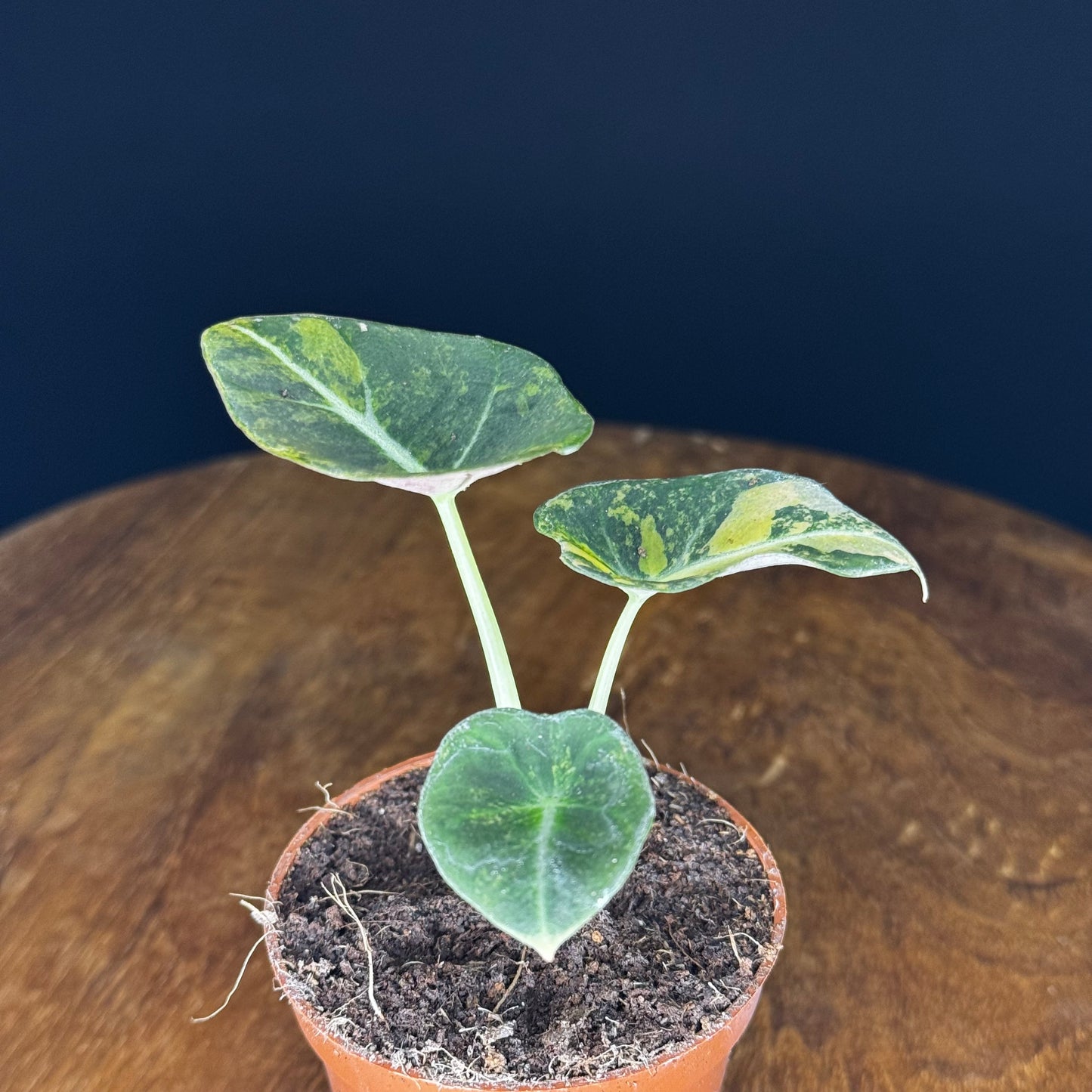 Alocasia Black Velvet Gold