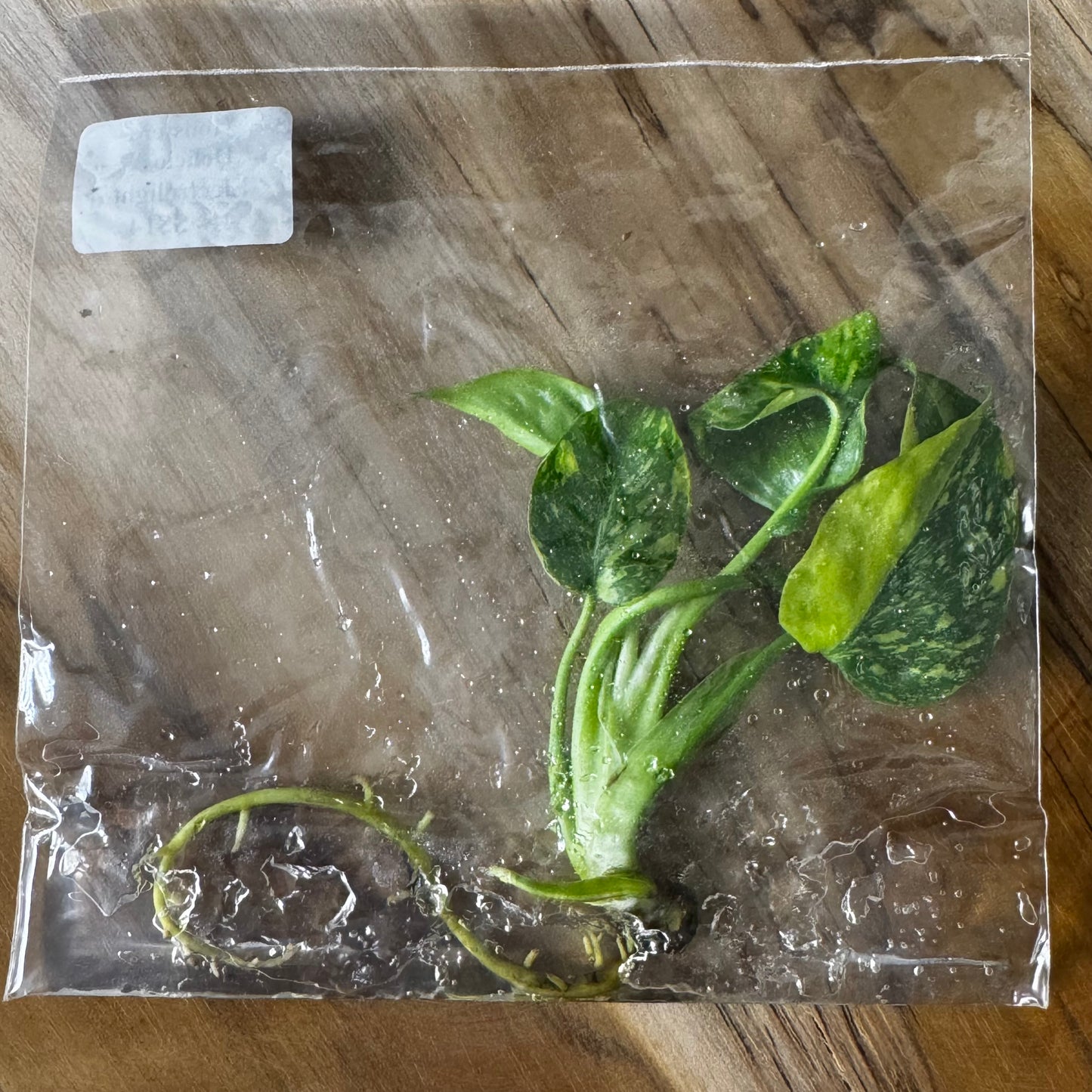 Monstera Electrolight - Tissue Culture (TC)