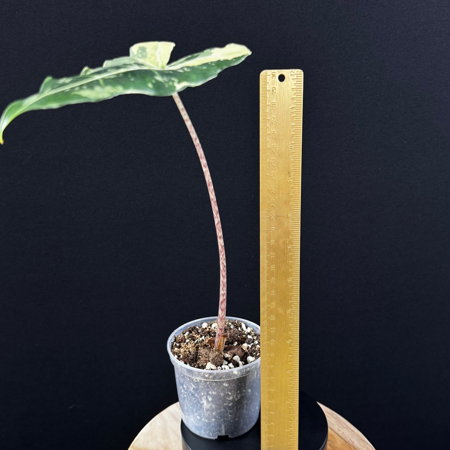 Alocasia Sarian Albo