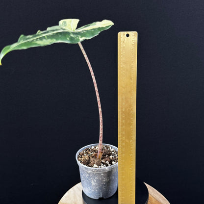 Alocasia Sarian Albo