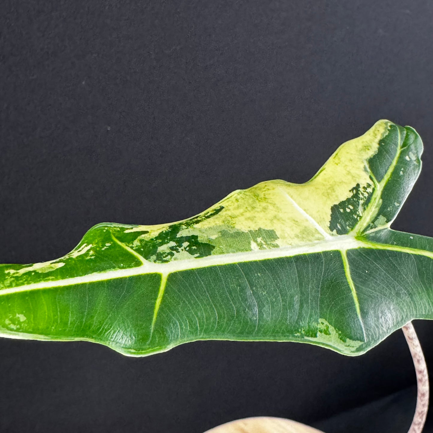 Alocasia Sarian Albo