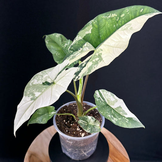 Alocasia Simpo Albo