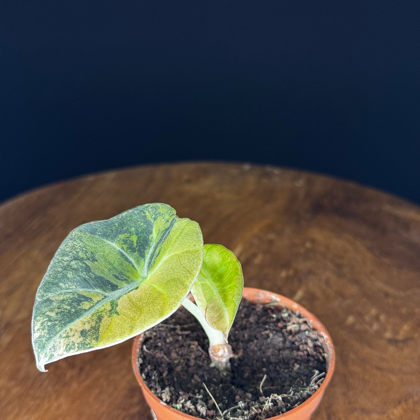 Alocasia Black Velvet Gold