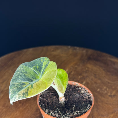 Alocasia Black Velvet Gold
