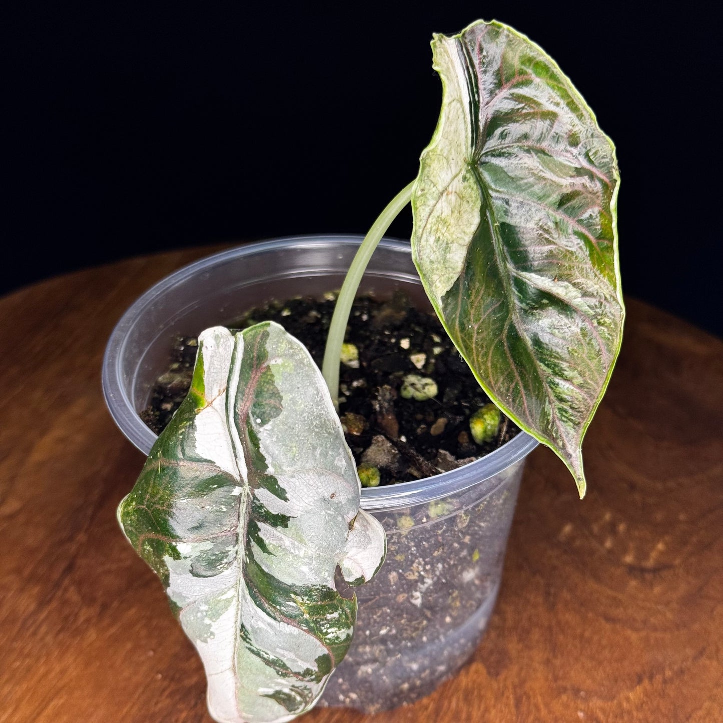 Alocasia Azlanii Albo/Pink