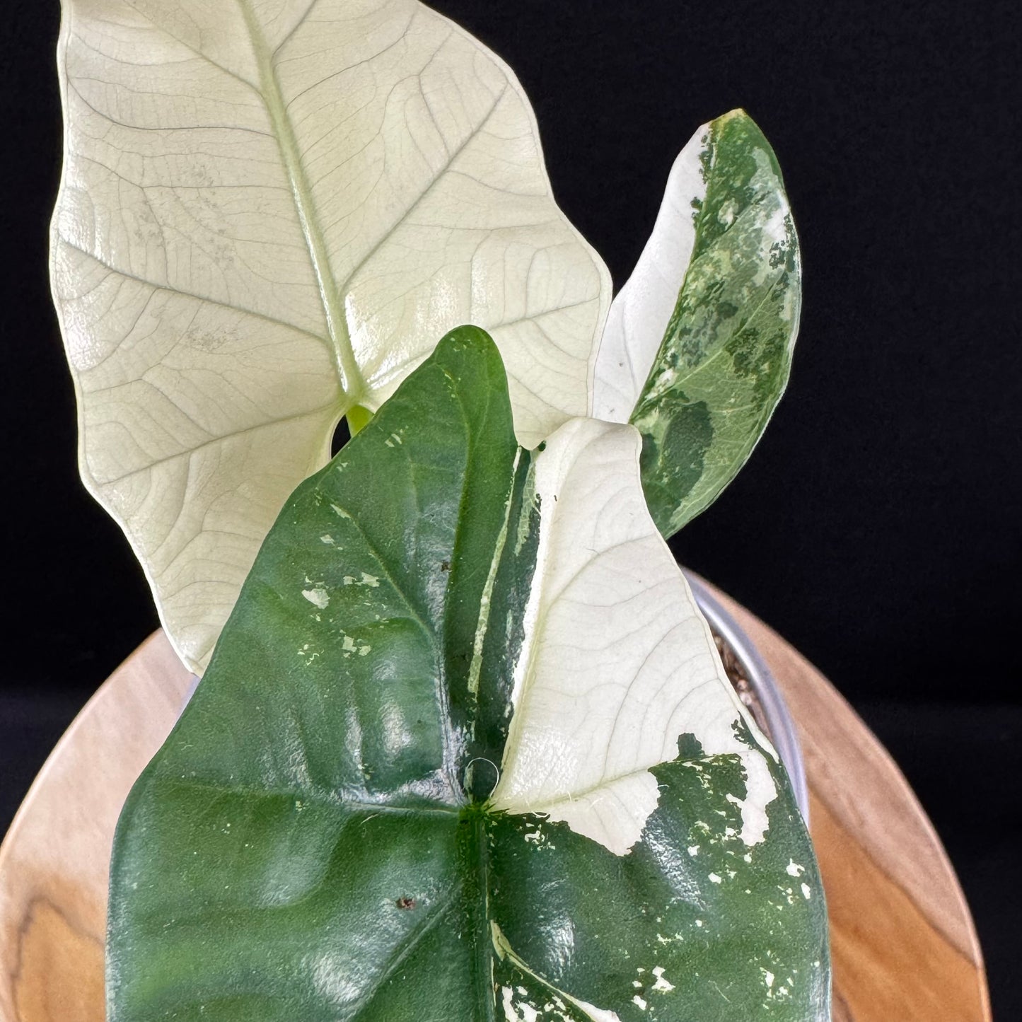 Alocasia Simpo Albo