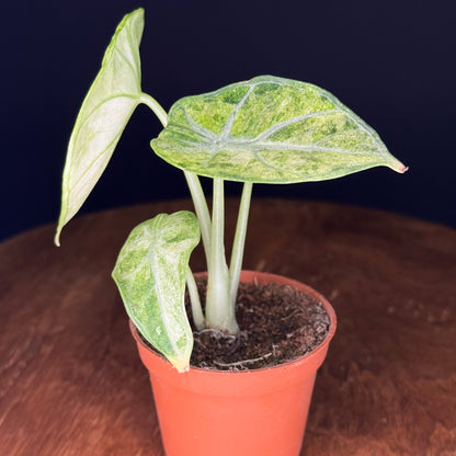 Alocasia Ninja Tricolor (Splash)