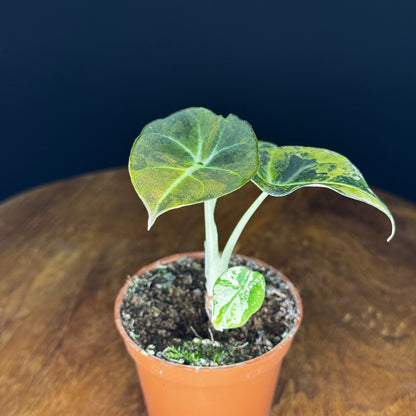 Alocasia Black Velvet Gold