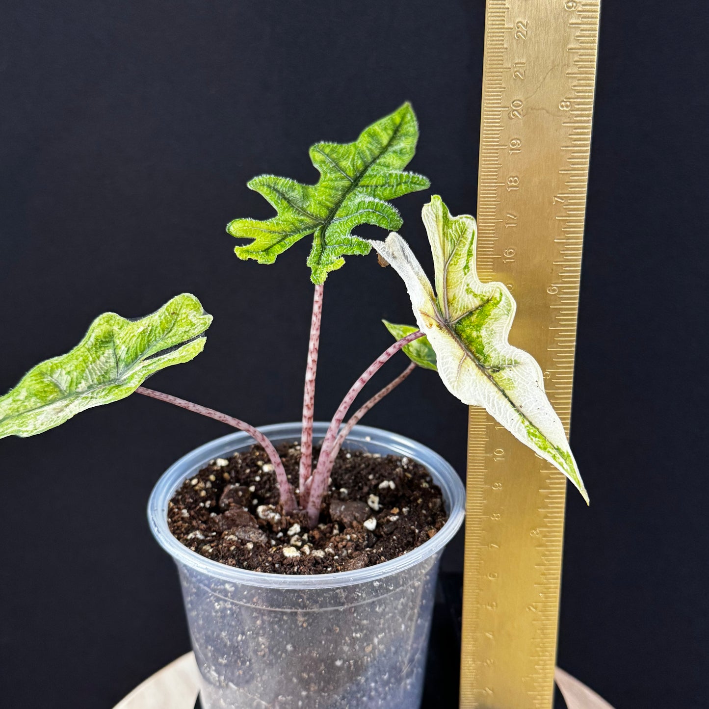 Alocasia Tandurusa (Jacklyn) Variegata