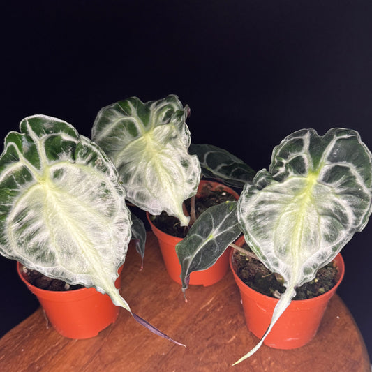 Alocasia Venom
