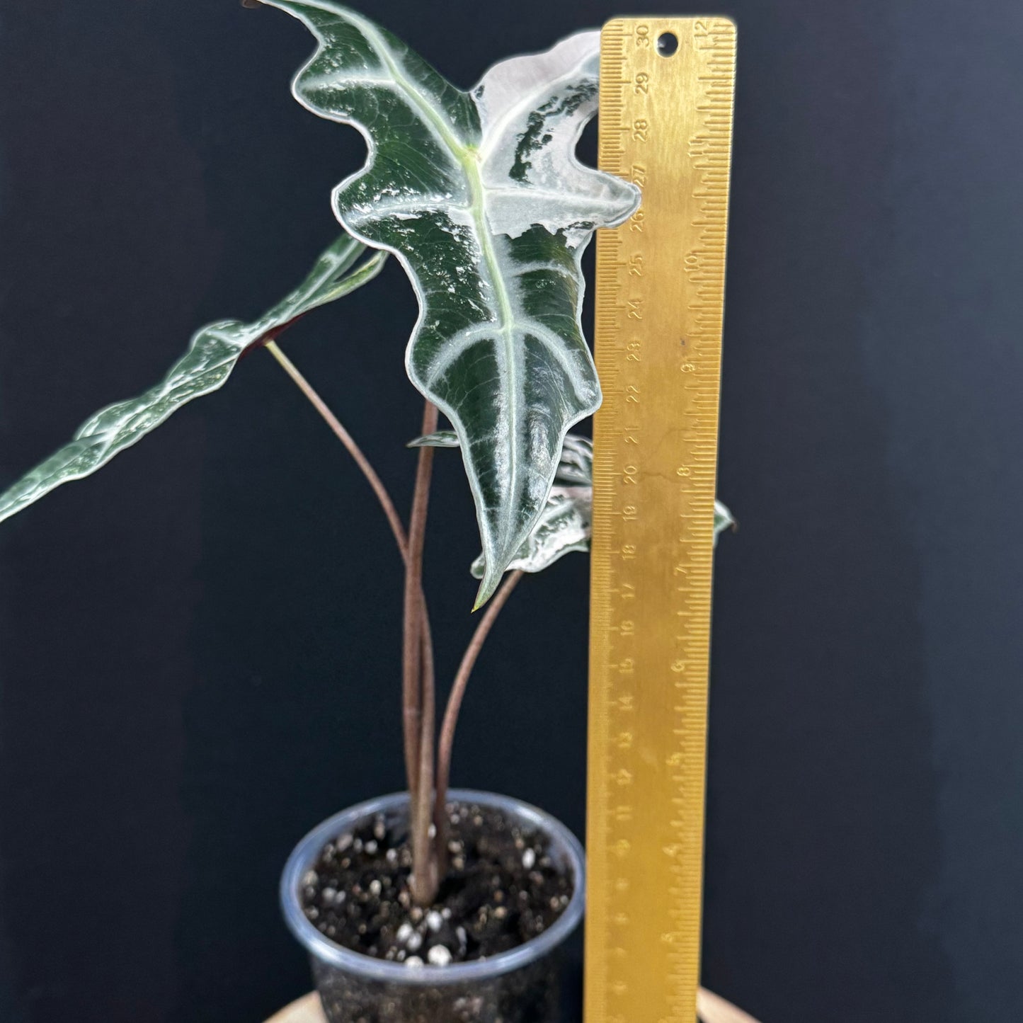 Alocasia Sanderiana ''Nobilis'' Pink