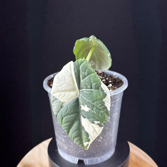 Alocasia Maharani Albo
