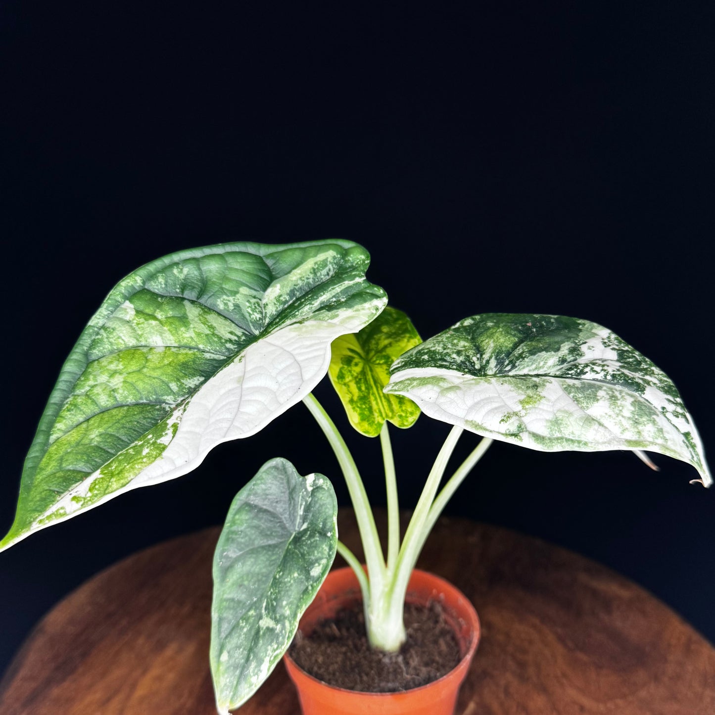 Alocasia Dragon Scale Albo