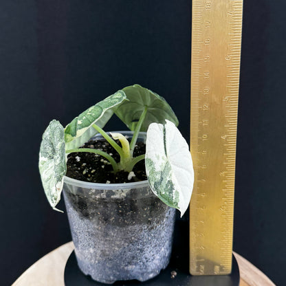 Alocasia Melo Albo