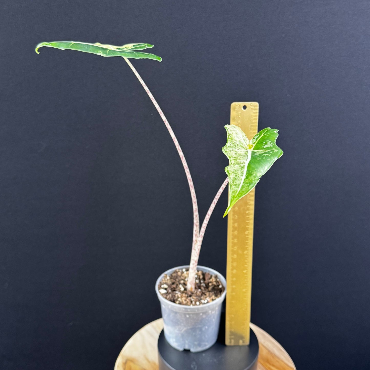 Alocasia Sarian Albo