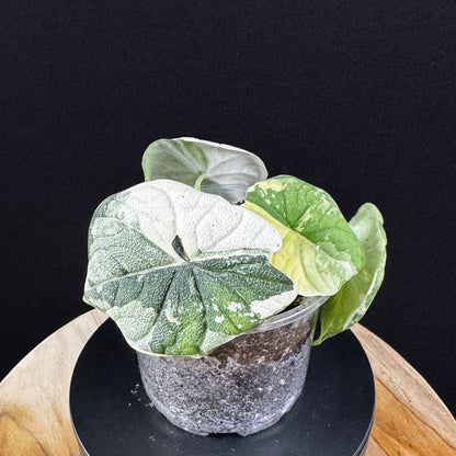 Alocasia Melo Albo
