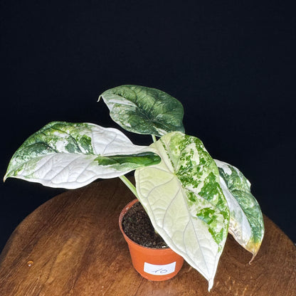 Alocasia Dragon Scale Albo