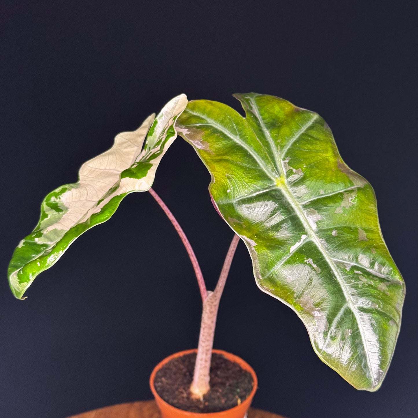 Alocasia Pseudo Sanderiana Albo/Pink