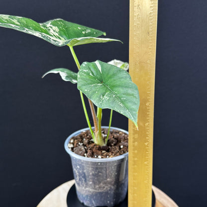 Alocasia Simpo Albo