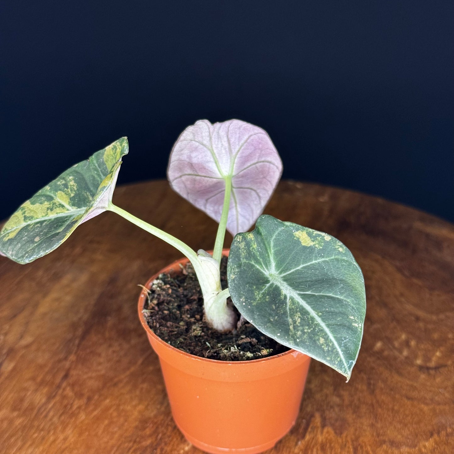 Alocasia Black Velvet Gold