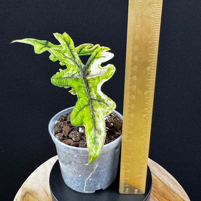 Alocasia Tandurusa (Jacklyn) Variegata