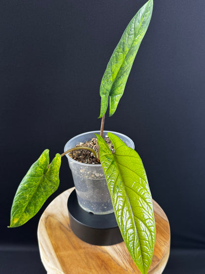 Alocasia Scalprum Aurea