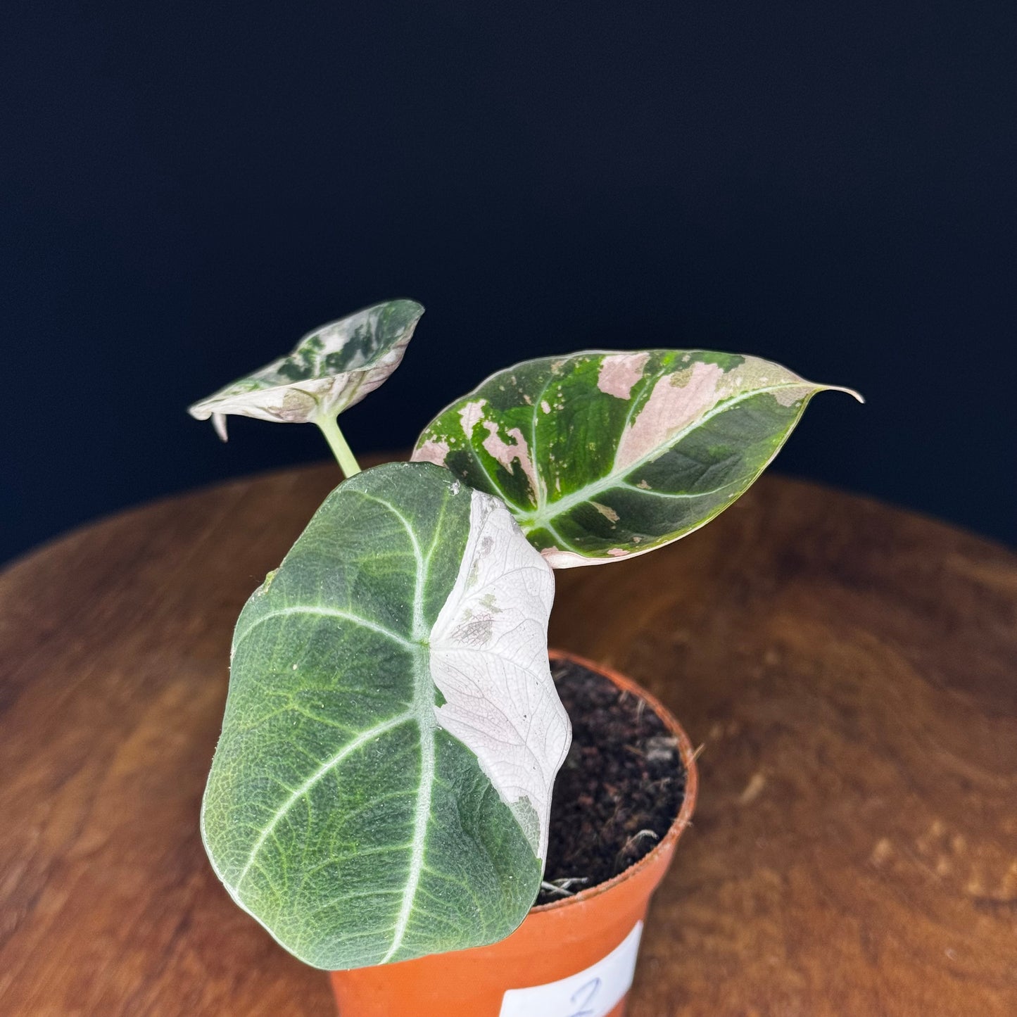 Alocasia Black Velvet Pink